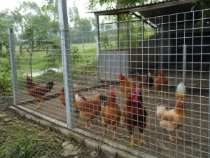Đàn gà bên trong chuồng quây bằng lưới thép hàn mạ kẽm mắt vuông