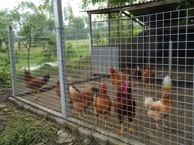 Đàn gà bên trong chuồng quây bằng lưới thép hàn mạ kẽm mắt vuông